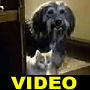 Video Guard Animals