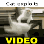 Funny cat exploits