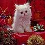White Christmas kitten