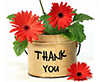 Thank you with vase of gerberas